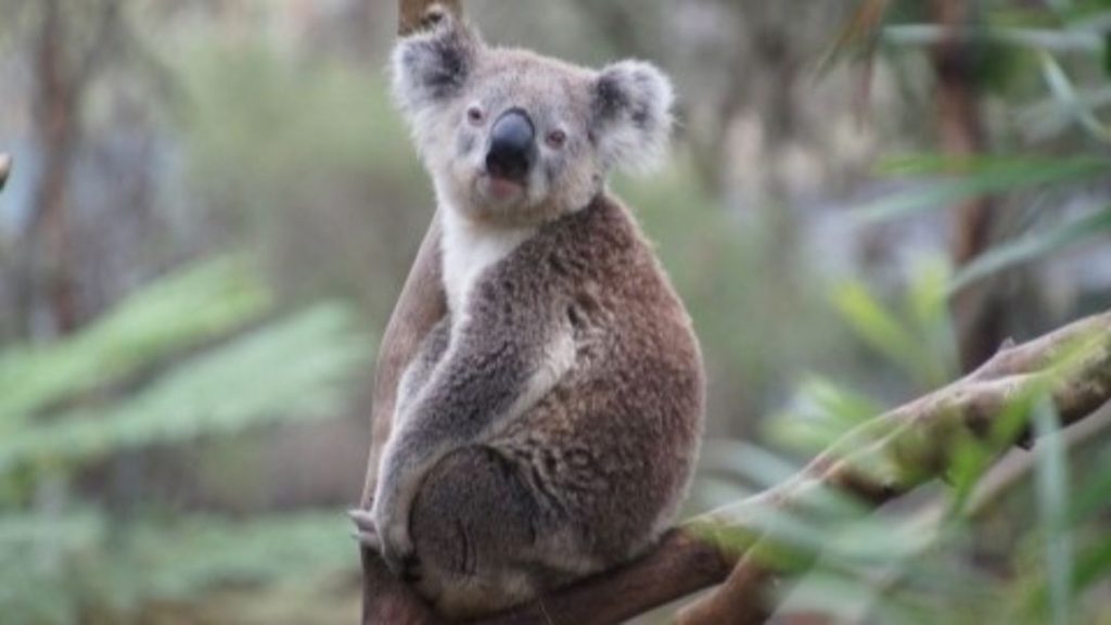 Spot a Koala for Wild Koala Day