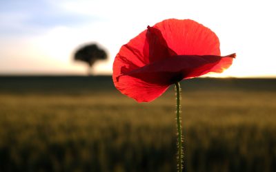 5 Ways to commemorate Anzac Day with kids