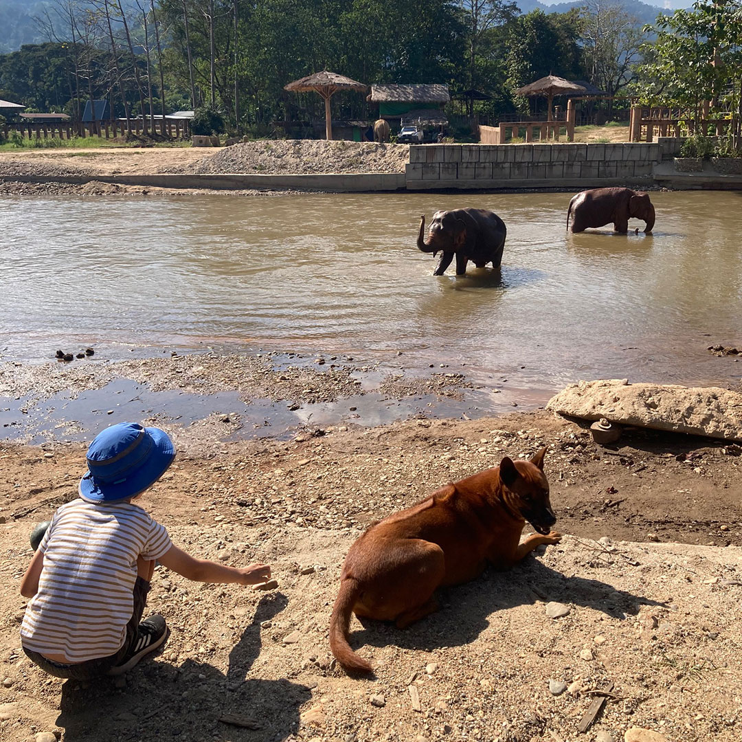 Elephants Can Roam As They Please at Elephant Nature Park Thailand