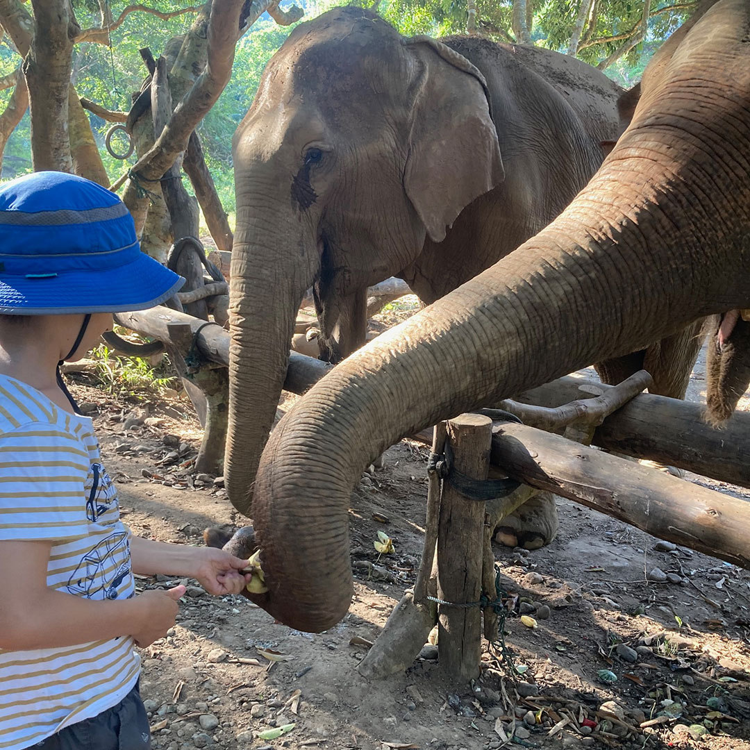 Feeding Bananas to the Elephants at Elephant Nature Park Thailand