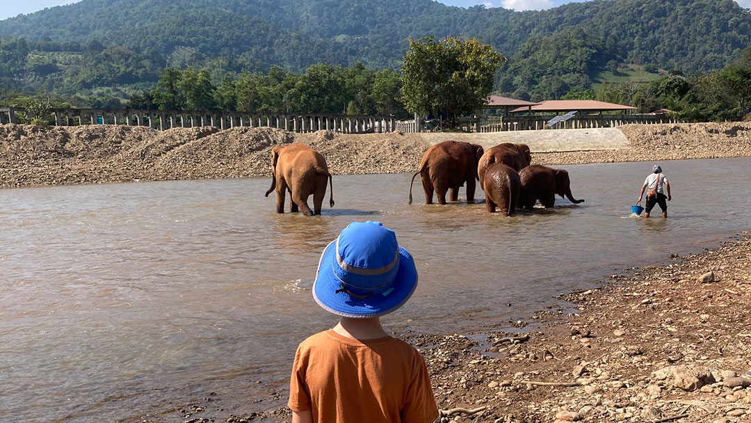 Elephants Bathing in the River at Elephant Nature Park Thailand