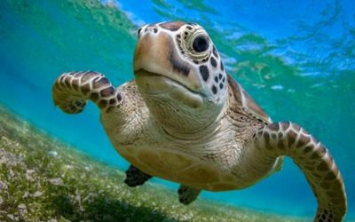 NaturallyGC Kids: Life of Marine Turtles