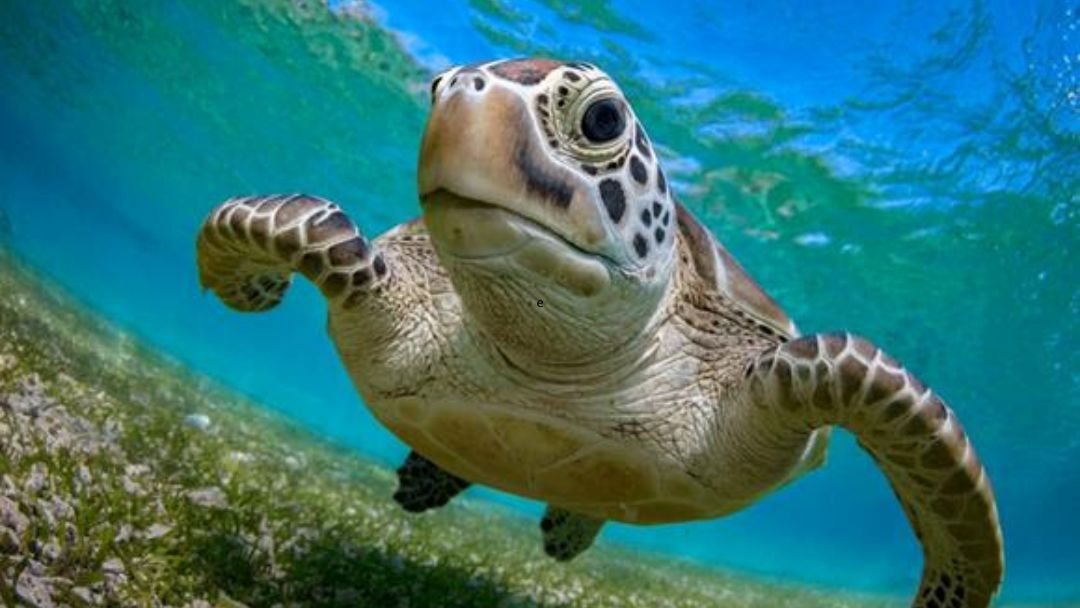 NaturallyGC Kids: Life of Marine Turtles