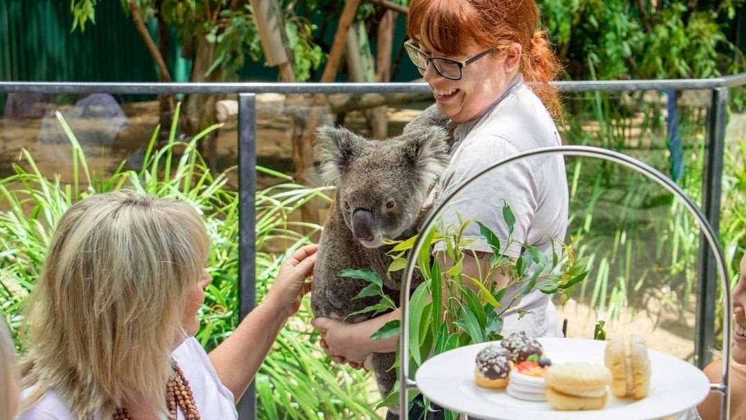 Mothers Day Koala High Tea