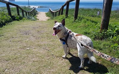 Dog Safety Week returns to Sunshine Coast this July