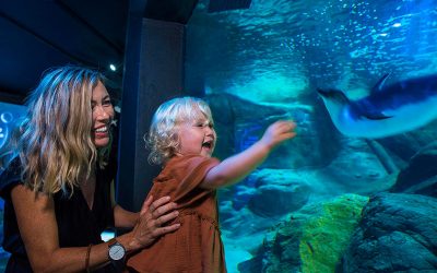 Save on weekday visits with Parent & Child Deal at SEA LIFE Sunshine Coast