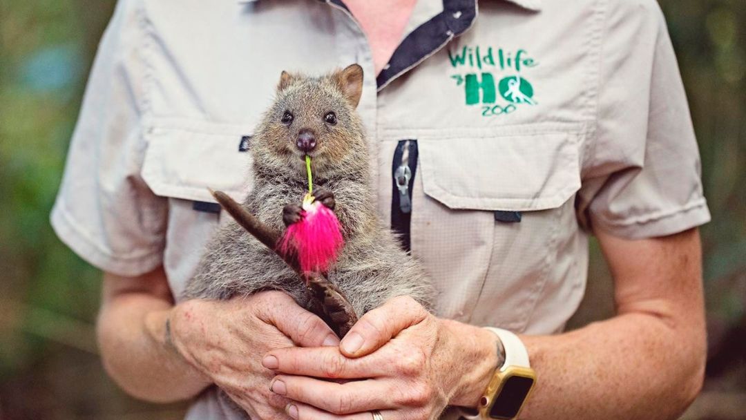 Profile: Wildlife HQ Zoo