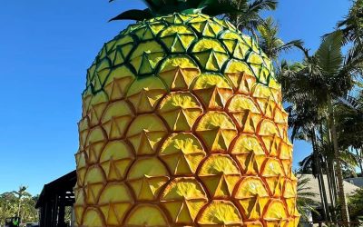 The Big Pineapple reopens – and the kids will love it!