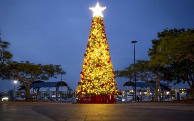Redlands Coast Lighting of the Christmas Tree
