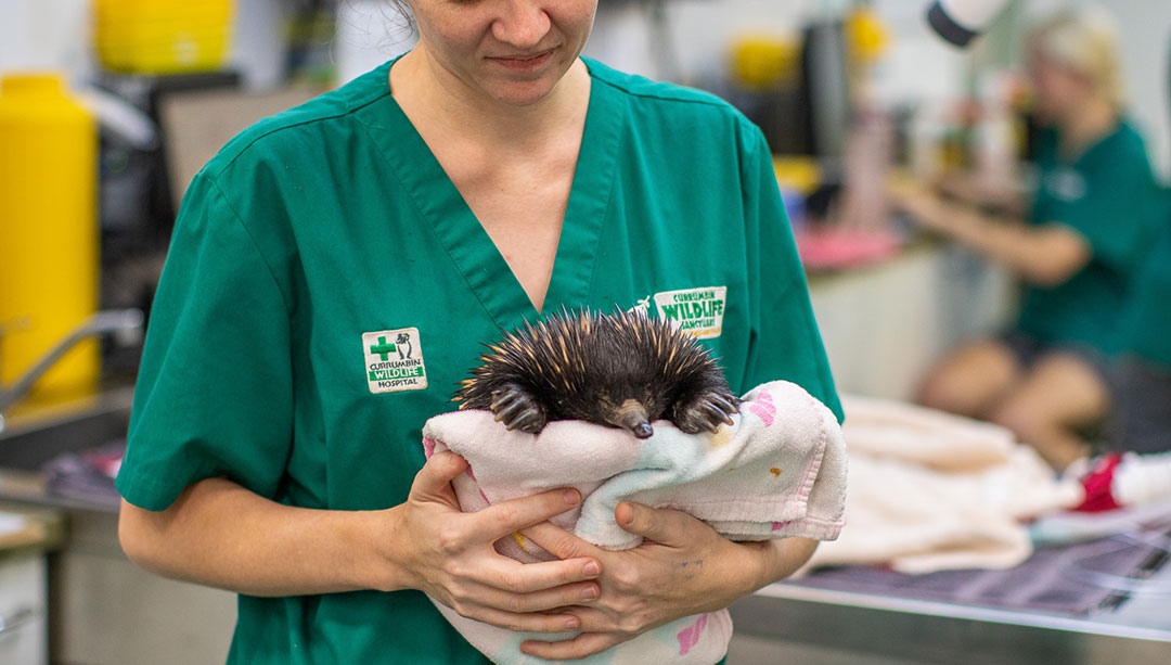 Currumbin Wildlife Hospital records its busiest year on record