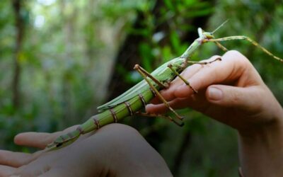 NaturallyGC Kids: Bugs Gone Wild