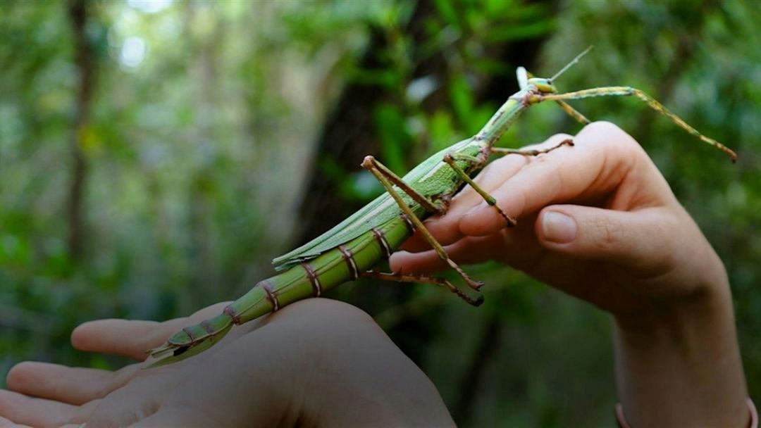 NaturallyGC Kids: Bugs Gone Wild
