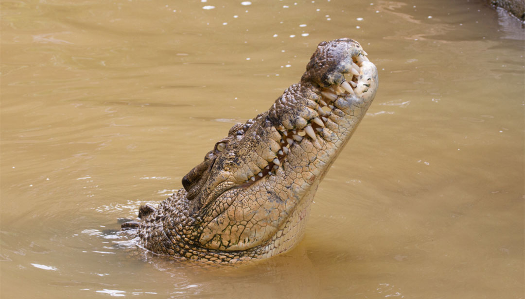 gold-coast-kids-things-to-do-on-the-gold-coast-with-kids