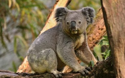 Wild Koala Day