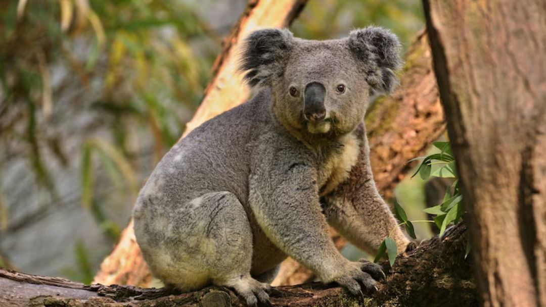Wild Koala Day
