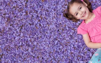Goodna Jacaranda Festival