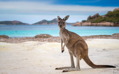 How eSIM Australia simplifies your Aussie adventure