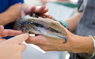 Brisbane Winter School Holiday Activities