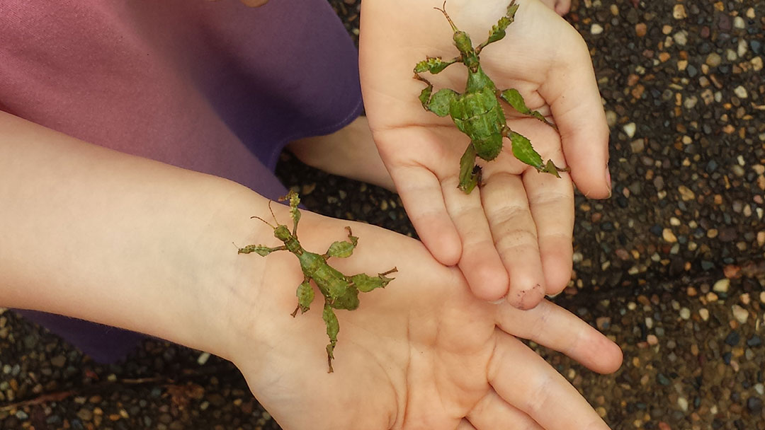 Growing resilient kids through nature play