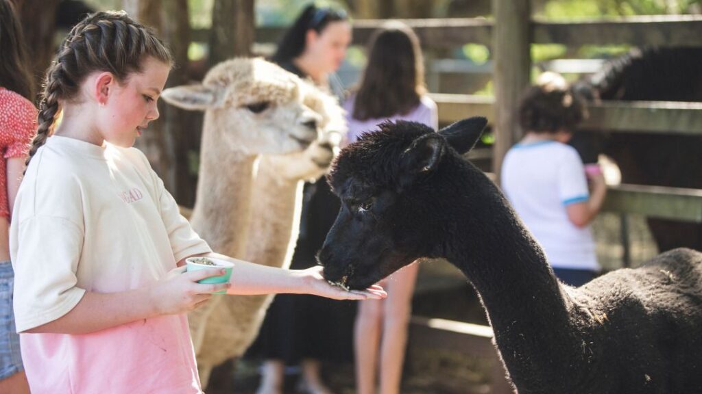 Kids Feeding Alpacas at Historic Rivermill Gold Coast