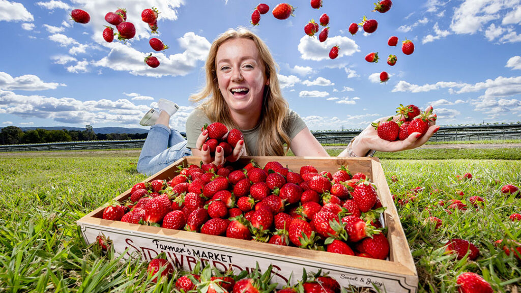 Pick Your Own Strawberries, Moreton Bay