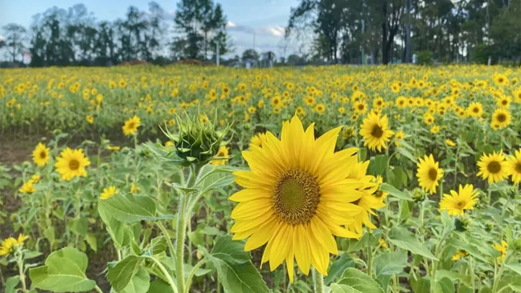 Field of Sunflowers at Teembin Pines Farm