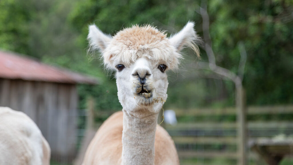 Historic-rivermill_alpaca | Kids in Brisbane, Gold Coast, Sunshine Coast | Kotc Meet the Alpacas at Historic Rivermill