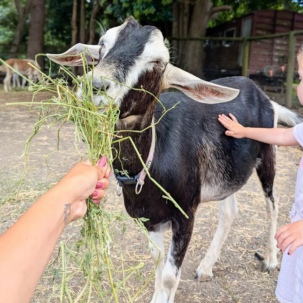 Historic-rivermill_goat-feeding | Kids in Brisbane, Gold Coast, Sunshine Coast | Kotc Feeding the Goats at Historic Rivermill Gold Coast