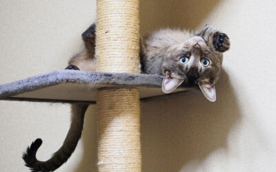 Do You Really Need a Cat Scratcher?