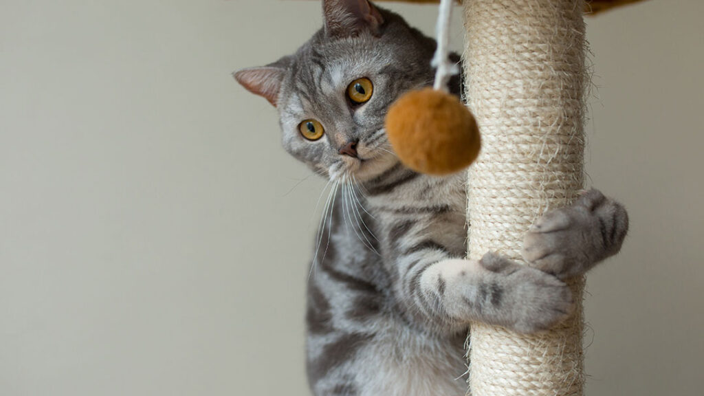 Happy Cat Scratching on Post