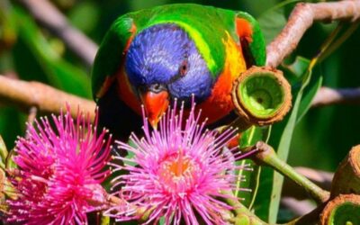 Birds of the Gardens Guided Walk