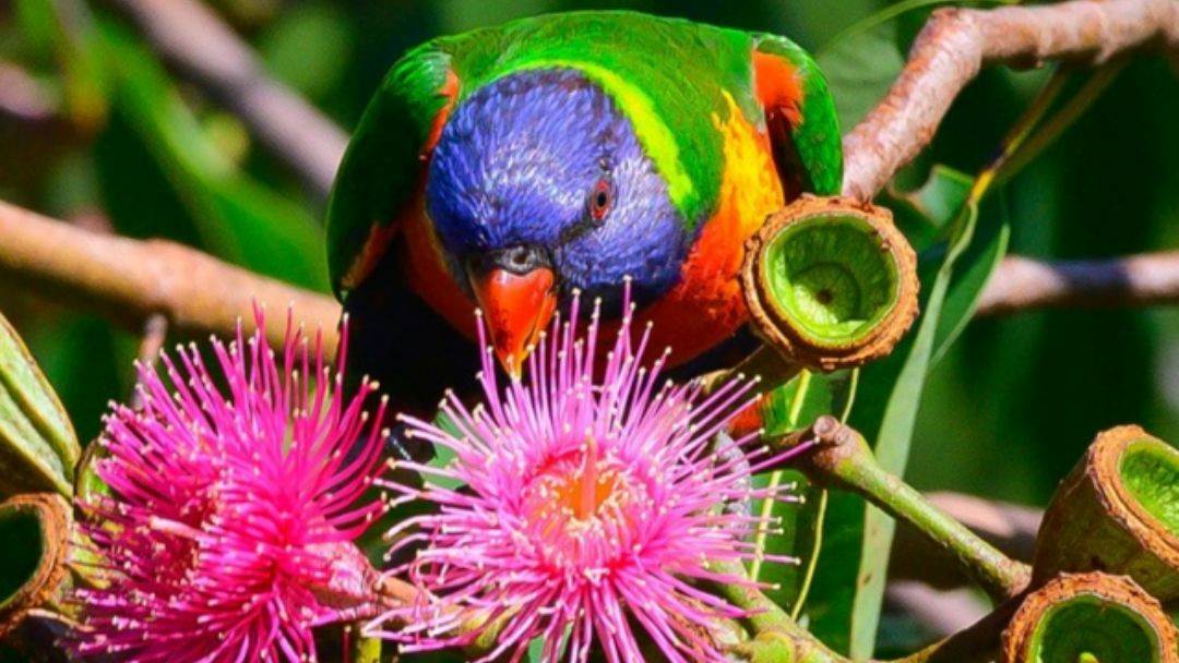 Birds of the Gardens Guided Walk