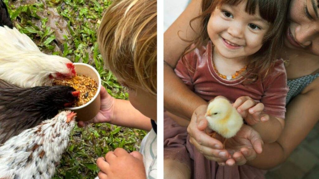 0209_fairhillgardens_animalfarmyward_hero | Kids in Brisbane, Gold Coast, Sunshine Coast | Kotc Fairhill Gardens Animal Farmyard Morning Adventures