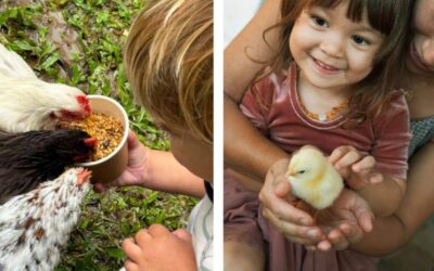Fairhill Gardens Animal Farmyard Morning Adventures