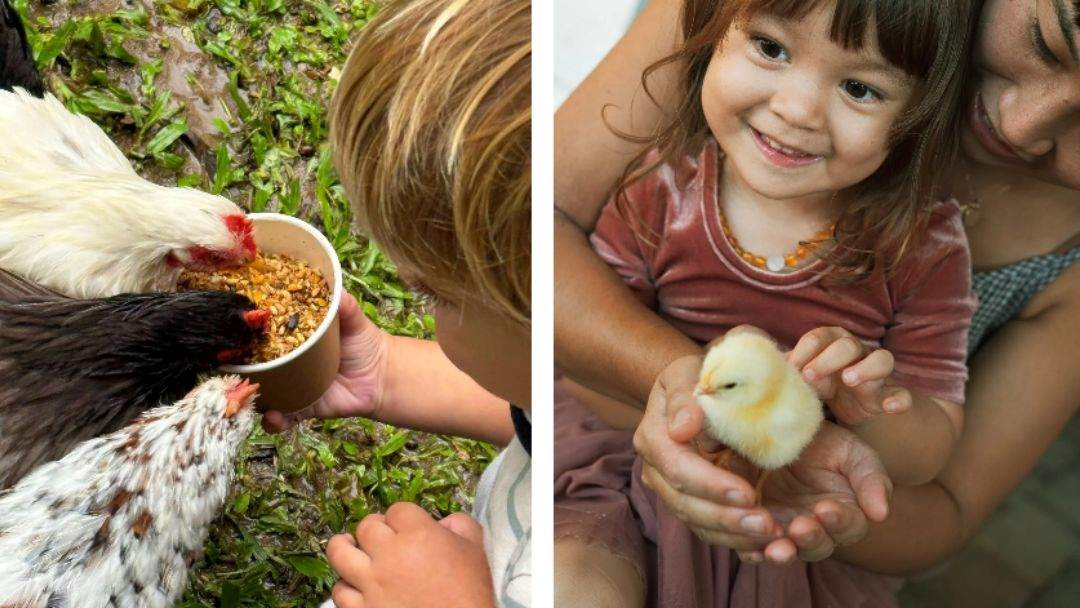 0209_fairhillgardens_animalfarmyward_hero | Kids in Brisbane, Gold Coast, Sunshine Coast | Kotc Fairhill Gardens Animal Farmyard Morning Adventures