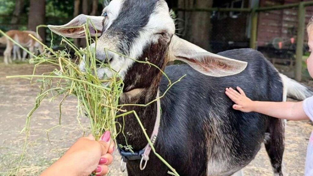 0227_historicrivermill-goat_hero | Kids in Brisbane, Gold Coast, Sunshine Coast | Kotc Historic Rivermill – a Must-do This School Holidays