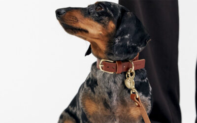 How Pets Help Strengthen Family Bonds – And How to Care for Them in Style