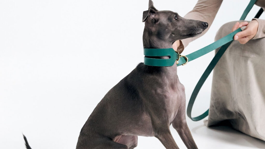 Happy Dog with Adjustable Collar