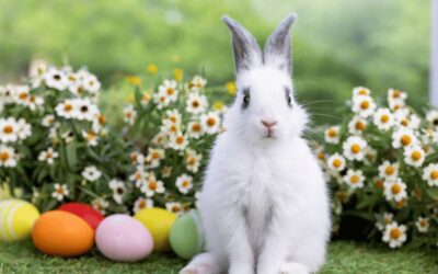 Meet the Easter Bunny