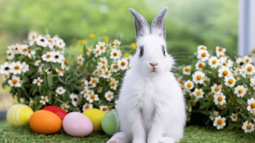 0306_kawanashoppingworld_easter_hero | Kids in Brisbane, Gold Coast, Sunshine Coast | Kotc Meet the Easter Bunny