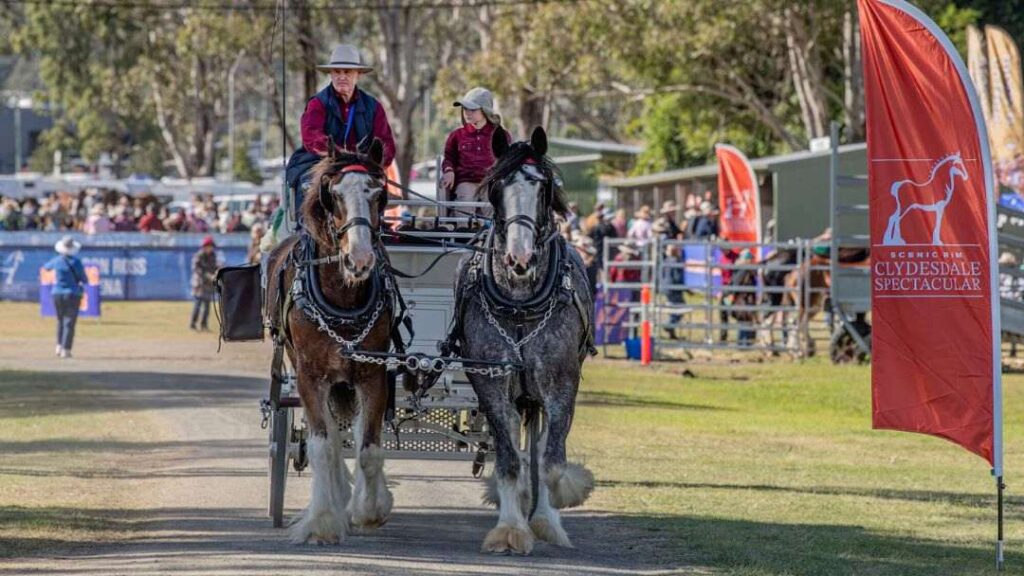 0317_clydesdalespectacular_2026_hero | Kids in Brisbane, Gold Coast, Sunshine Coast | Kotc Across the Region: Scenic Rim Clydesdale Spectacular