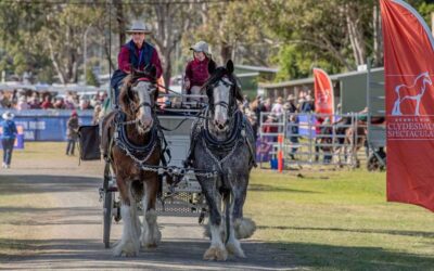Across the Region: Scenic Rim Clydesdale Spectacular