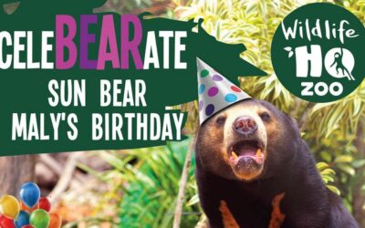 CeleBEARate Sun Bear Maly’s Birthday