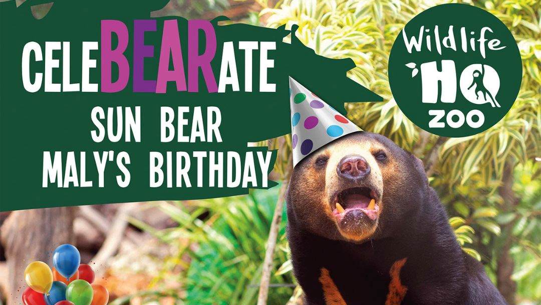 Celebearate Sun Bear Maly's Birthday