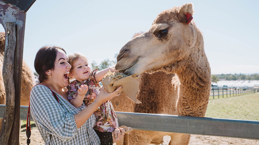 Scenic-rim-eat-local-month-(17) | Kids in Brisbane, Gold Coast, Sunshine Coast | Kotc Meet the Camels As Part of Scenic Rim Eat Local Month