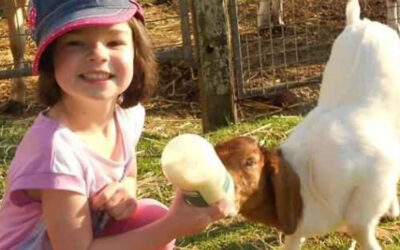 The Sunshine Coast farmstay reconnecting kids with nature