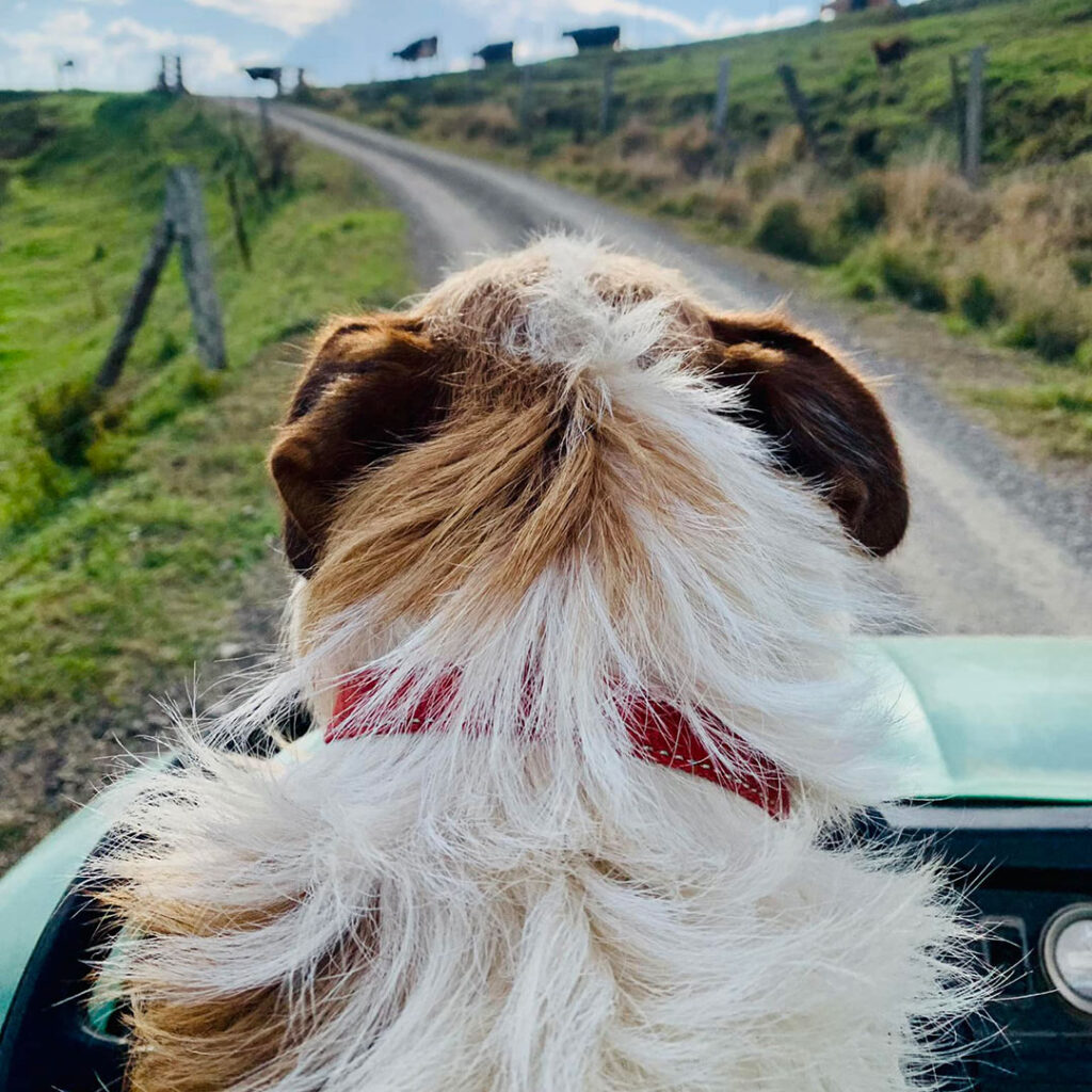 Wittacork-sunshine-coast-farmstay-dog | Kids in Brisbane, Gold Coast, Sunshine Coast | Kotc Wittacork Cottages is a Sunshine Coast Farmstay for Families to Slow Down