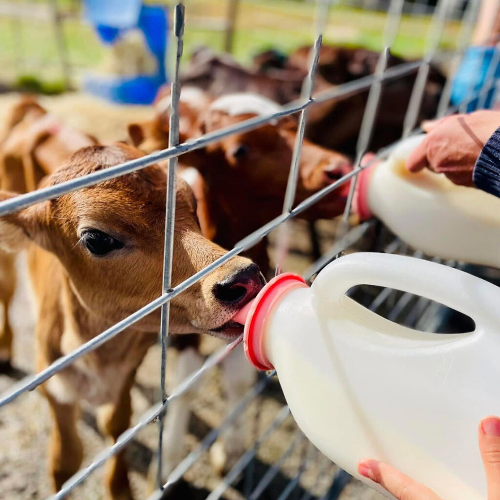 Wittacork-sunshine-coast-farmstay-goats | Kids in Brisbane, Gold Coast, Sunshine Coast | Kotc Feeding the Baby Cows at Wittacork Cottages, a Sunshine Coast Farmstay