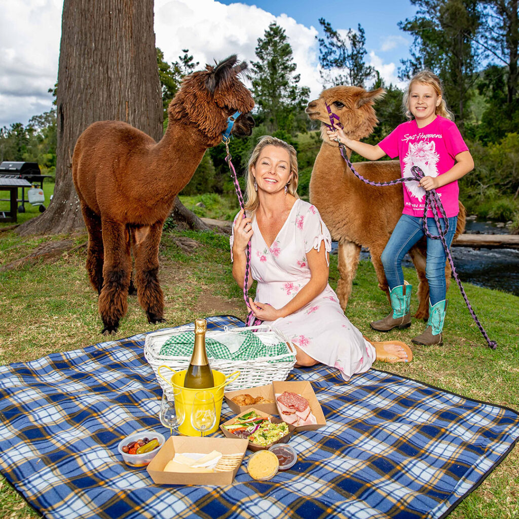 Scenic-rim-events-2026-alpaca-picnic | Kids in Brisbane, Gold Coast, Sunshine Coast | Kotc Enjoy a Picnic with the Alpacas As Part of Scenic Rim Month.