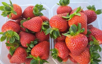 Across the Region: Pick Your Own Pink Lady Apples & Strawberries